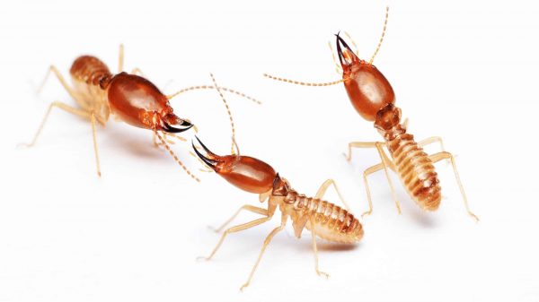 Two termites facing each other on white background.