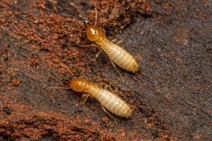 Two termites on decomposing wood.