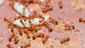 Fire ants swarming over food on ground.